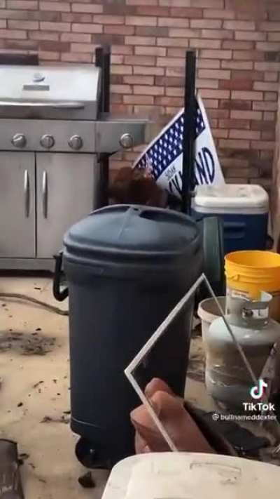 You&rsquo;re not my dog!
