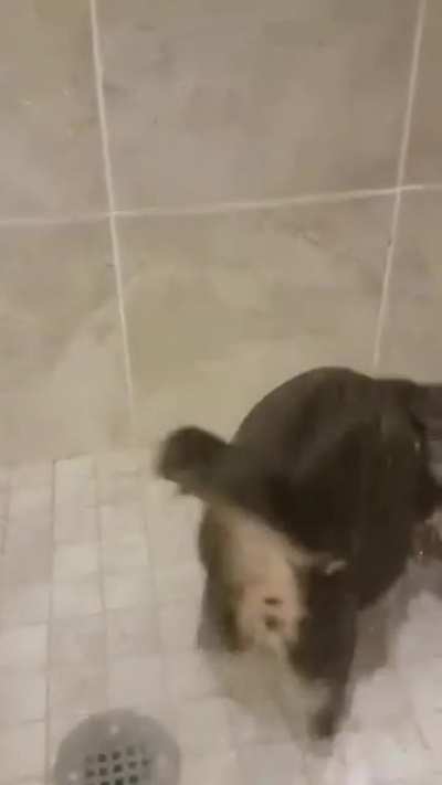 Loves being wet