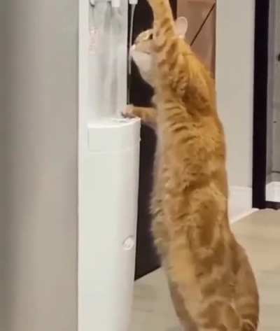 this is a smart cat