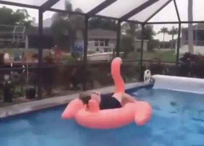 HMF while I wrestle a flamingo
