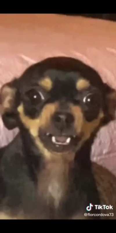 Tadinho do doguinho