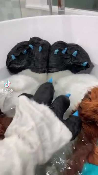 Man&rsquo;s a furry now