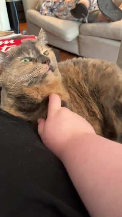 good scritchies + leg thump reflex