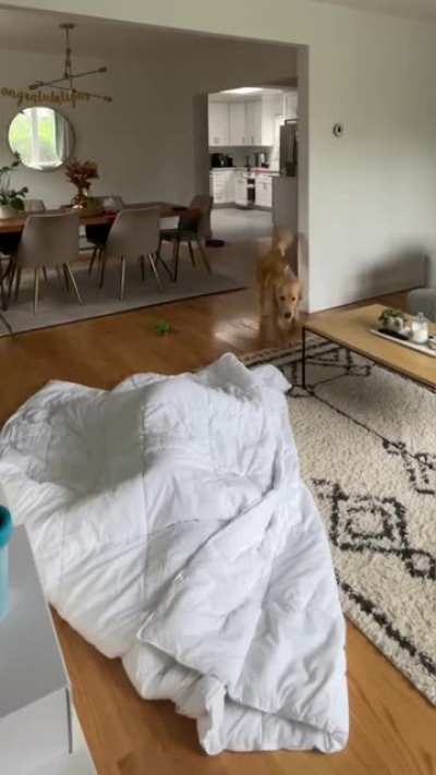 Hide &lsquo;n Seek