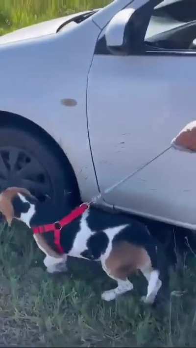 Sacó a pasear al perro 