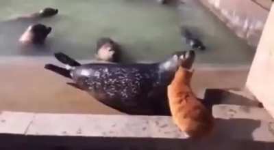 MAAU - Video #2792
