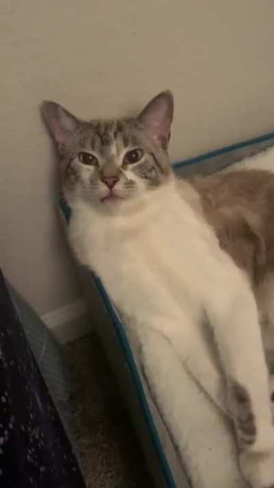Why is he staring at me like that? LOL wrong answers only