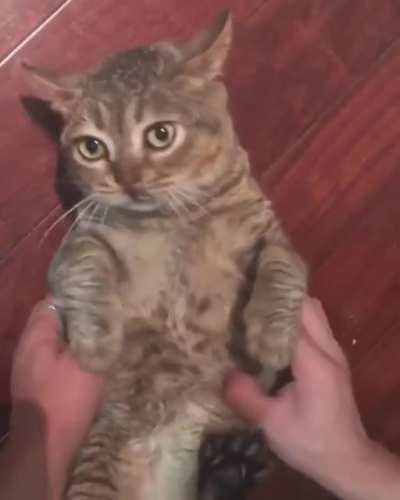 Cat being derpy