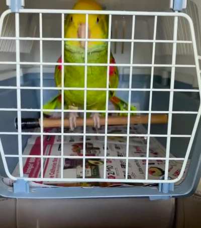 otw to the vet 😊