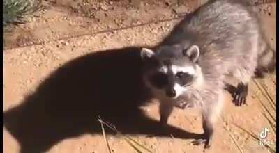 🦝