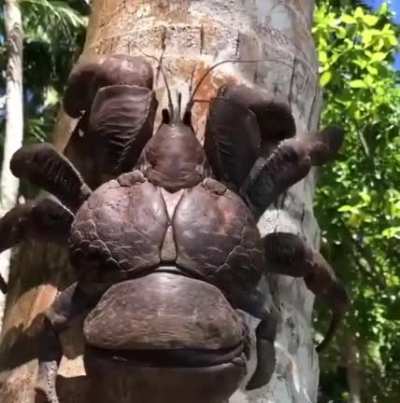 Half sized coconut crab