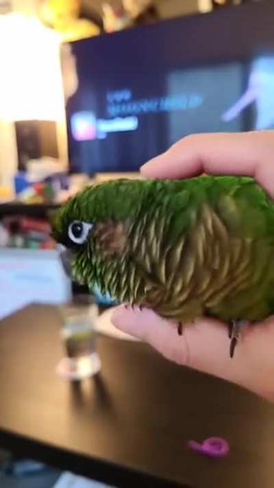 birb head bobbin'
