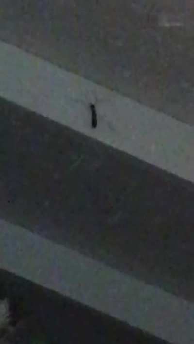 I don&rsquo;t like bugs