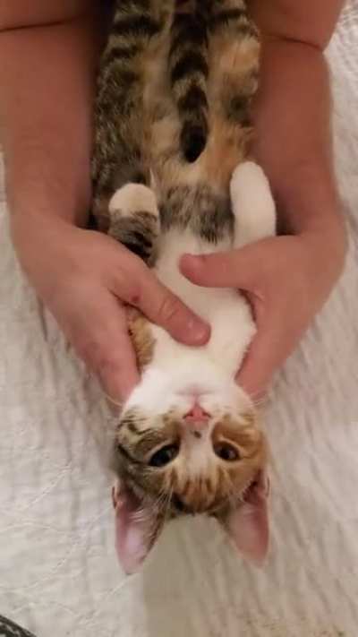 What should we name this kitten that showed up on our doorstep?