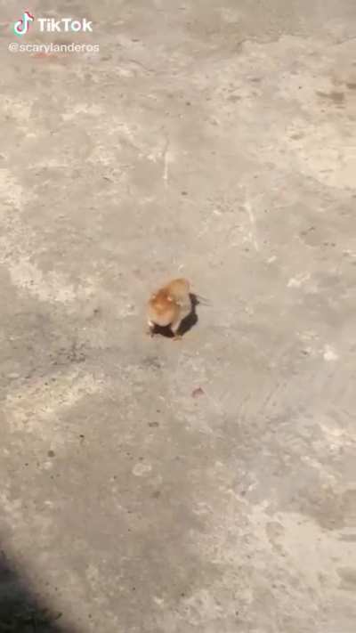 chicken