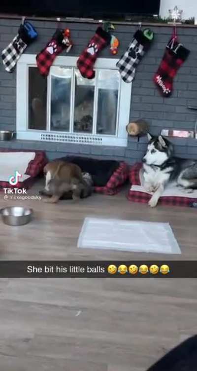 Poor Pupper
