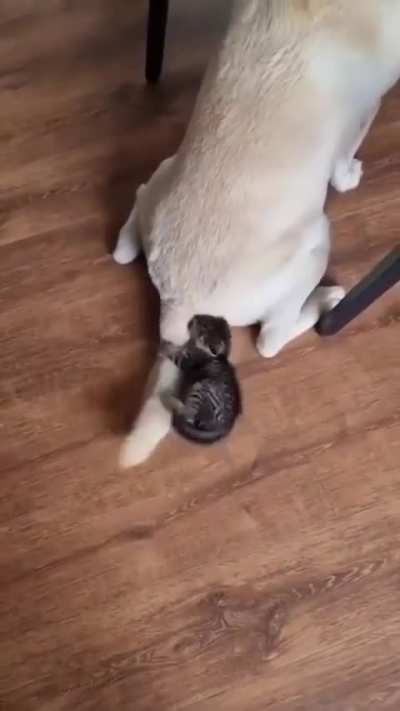 Nothing like a tail toy. No need to buy batteries 🤭