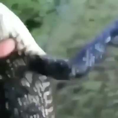 croc