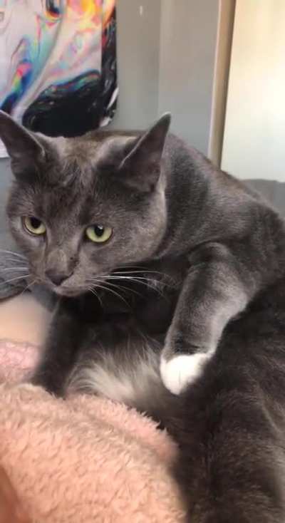 Cleaning cat gets her very own sound effects