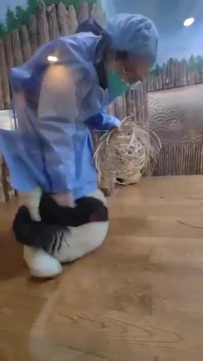 Kids are menace. Baby panda doesn&rsquo;t want mommy to clean up the toys he has broken