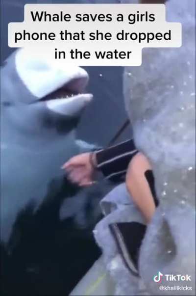 This dolphin saved a girl&rsquo;s phone that was dropped into the water