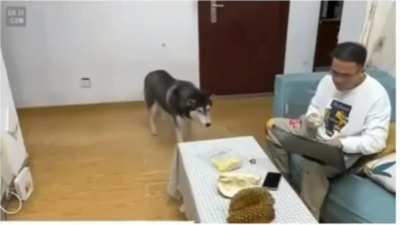 Pupper doesn't like the fruit