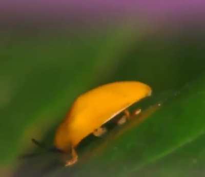 Had this meme on my phone for a while but I&rsquo;m genuinely curious as to what this little fella is. Any ideas?