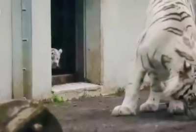Sneaking up on mom