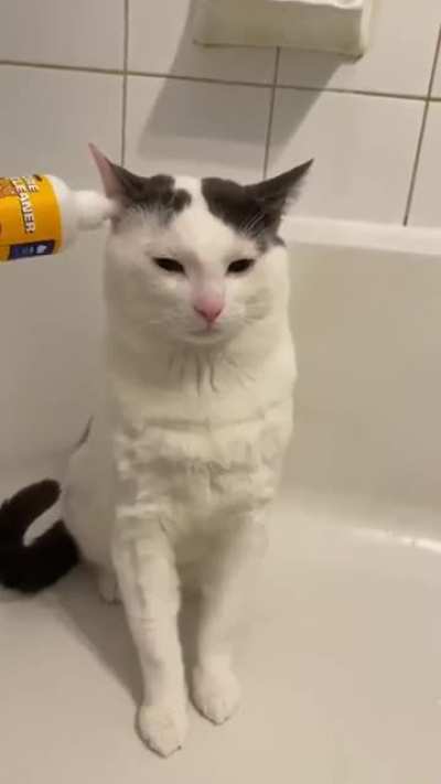 Это какие неправильные коты