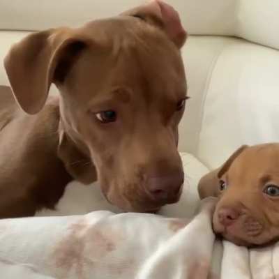 Not too sure about this whole "new puppy" thing
