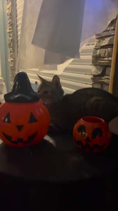 Mi madre con su decoraci&oacute;n de halloween&hellip; creo que hay alguien m&aacute;s! 😂