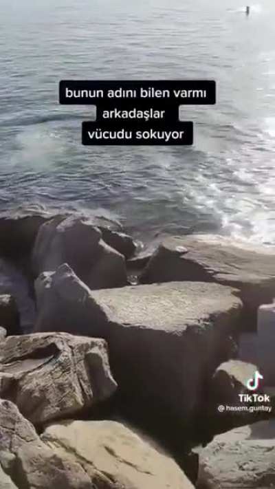 WCGW Holding a jellyfish