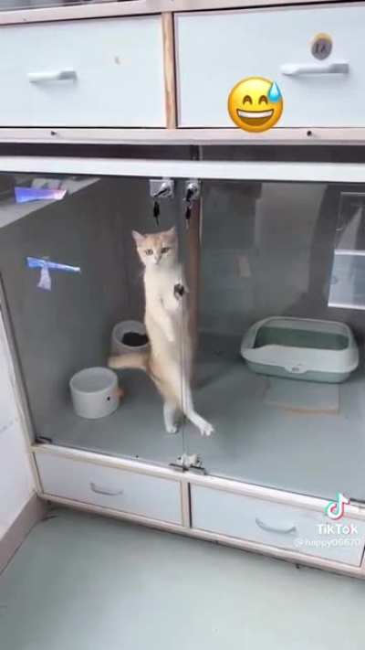 Cat.