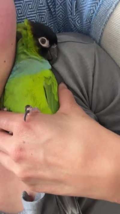 turn down the volume, i&rsquo;m trying to nap here..