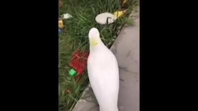 Birb