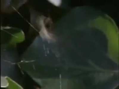 Spiders Documentary