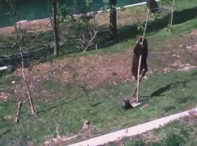 🔥 Bear cub doesn’t want to leave the playground