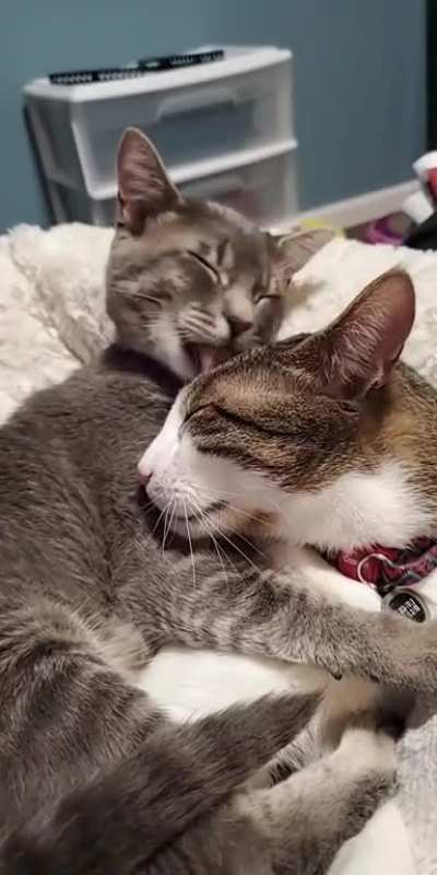 Best bros 💖 (OC)