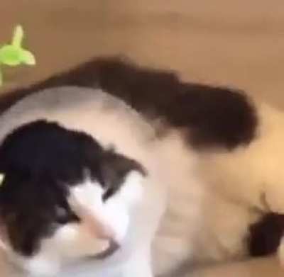Come of shame.