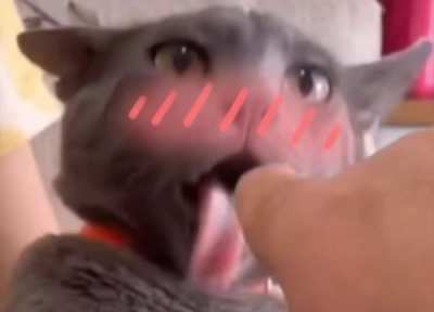 Tsundere cat?