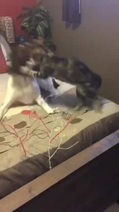 It&rsquo;s always a treat catching these two having a little play time!
