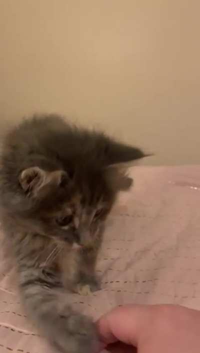 Kitten Princess Winter