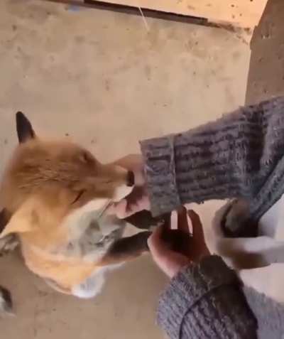 Yay standing foxxo