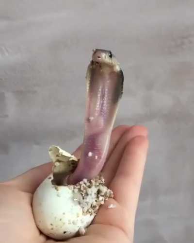 Newly-hatched baby King Cobra.