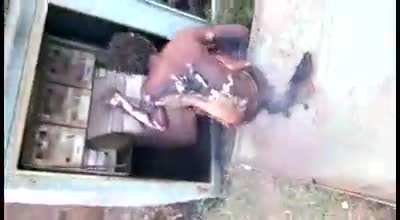 Copper thief smokin like a cigarette after trying to steal some of the precious metal from a fully amped electrical box.