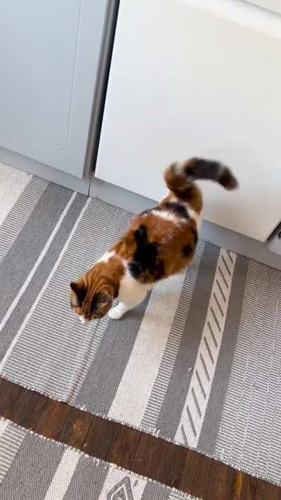 she always vibrates her tail at this exact spot&hellip; very.. confused?? anyone else experienced this?