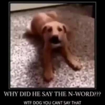 Wtf dog😡