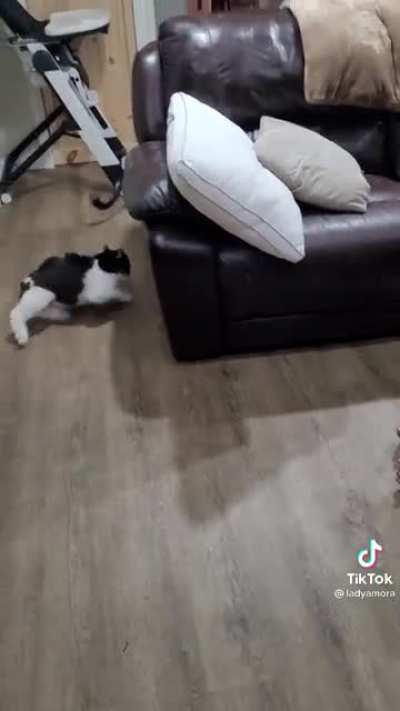 Страшное котэ