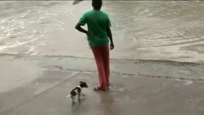 Alligator attempts to eat dog but heavily armed lady changes his mind.