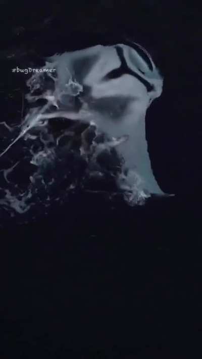 Manta ray showing its playful side. Some mantas can have a 9 meter (29.7ft) wingspan